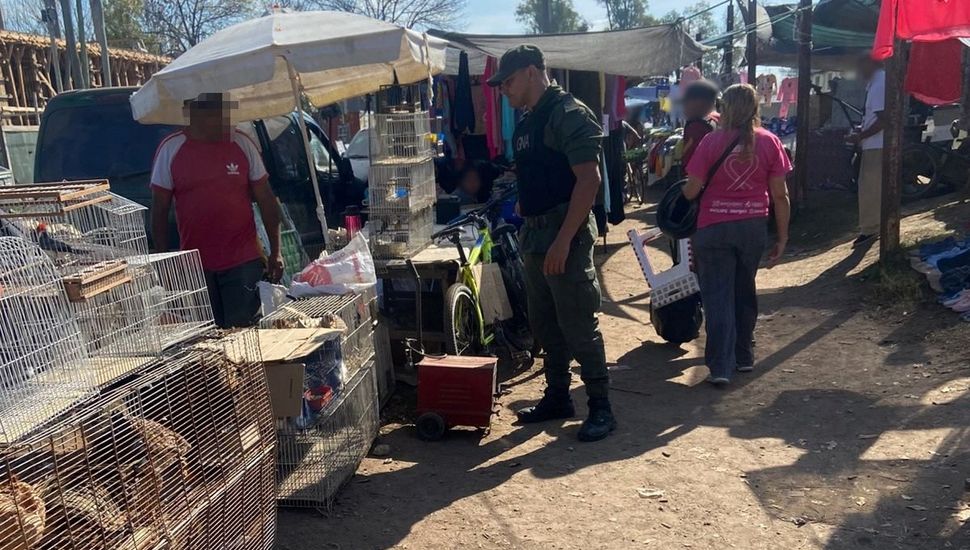 Rescatan 25 aves silvestres que eran vendidos en un puesto de la feria de Florencio Varela